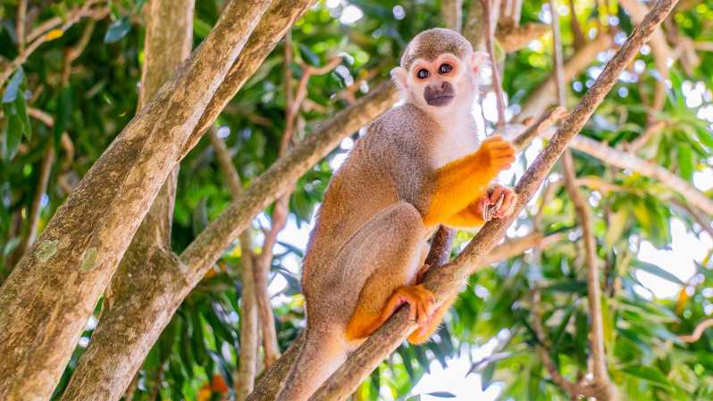 Bayahibe'den: Yarım Gün Monkeyland Safari